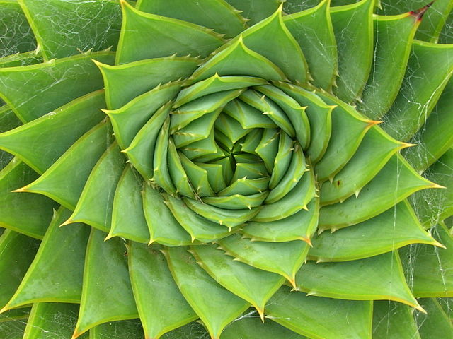 aloe plant with spiral leaves