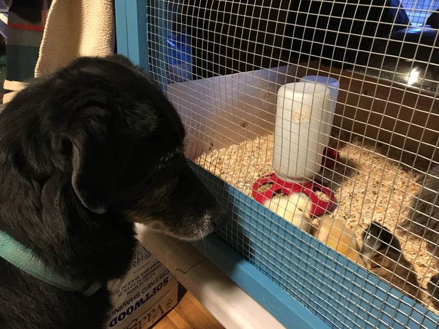 Dog looking over chicks