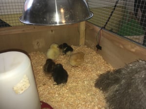 Little chickens